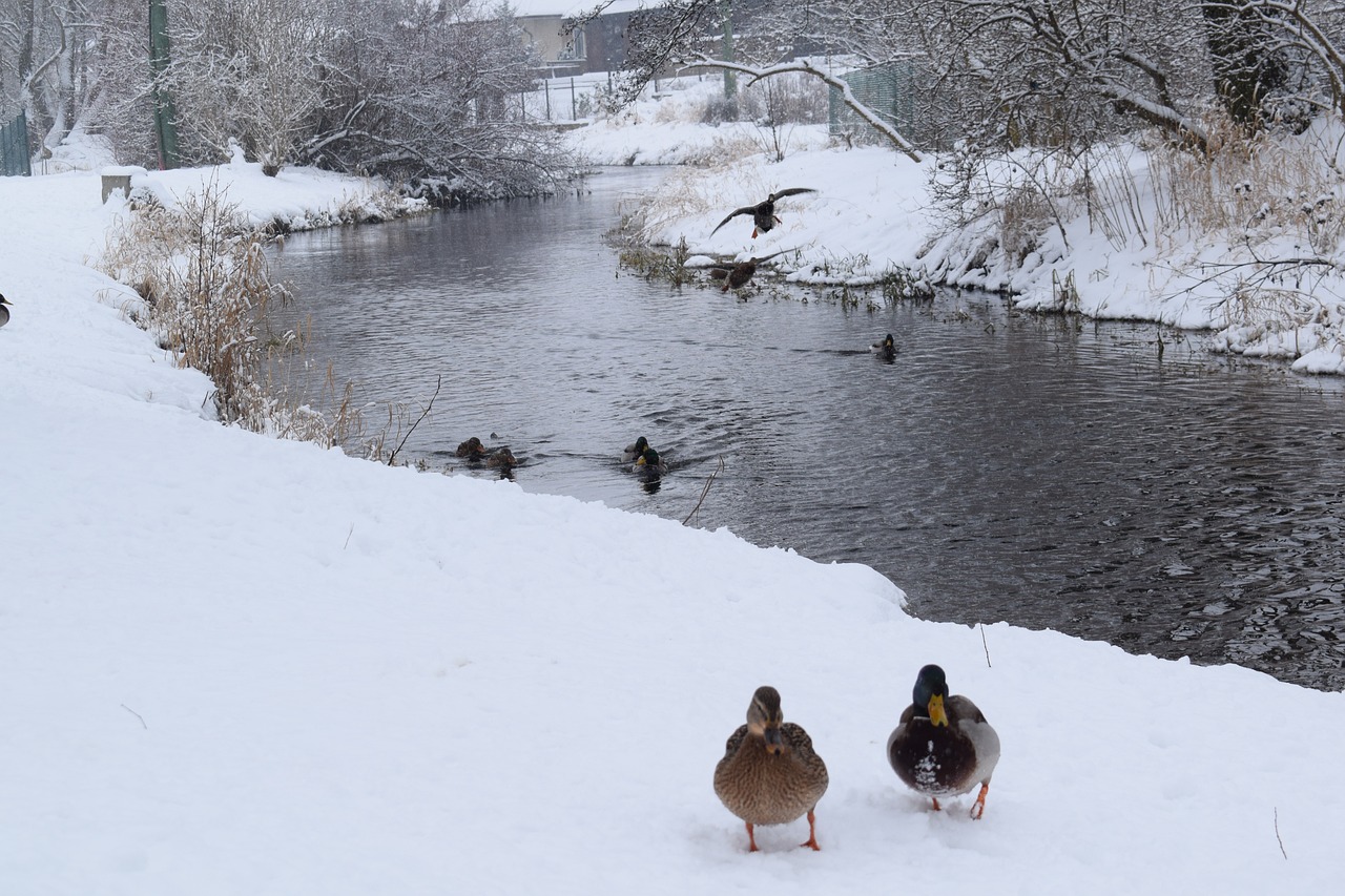 river, ducks, snow
